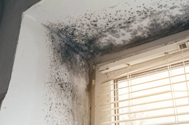 Affordable Mold Removal solutions in Rougemont, NC
